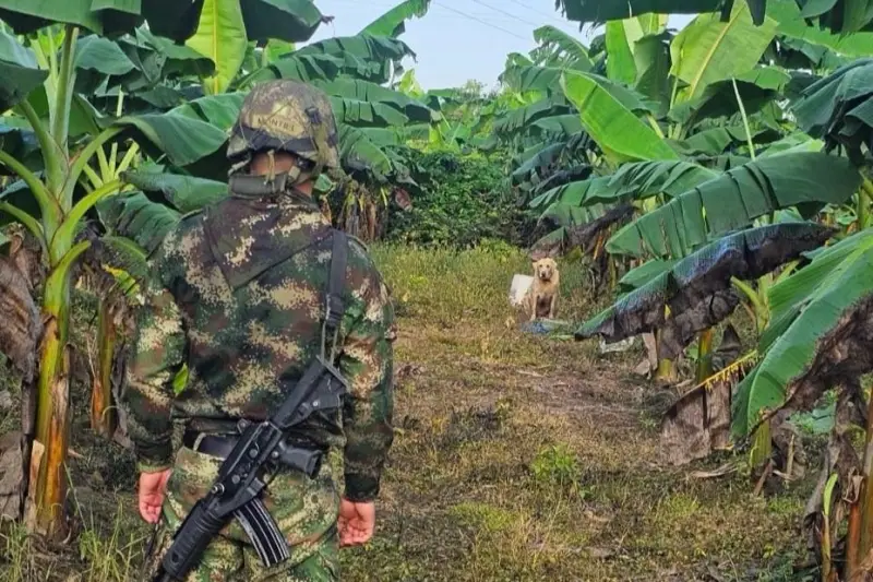 Ejército neutraliza artefacto explosivo en cultivo de plátano en Arauquita