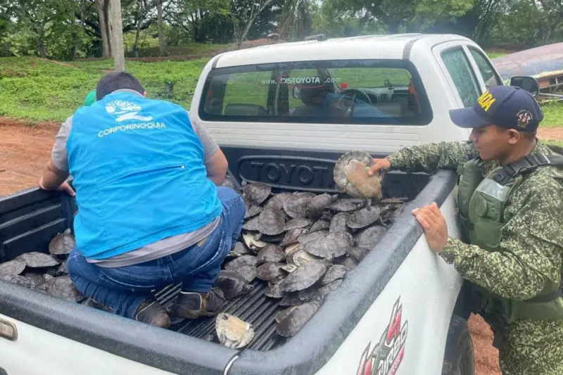 Rescatadas y liberadas 300 tortugas en Arauca y Casanare para preservar la biodiversidad