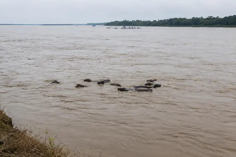 Esta manada de animales se los llevó el río en la Orinoquia.