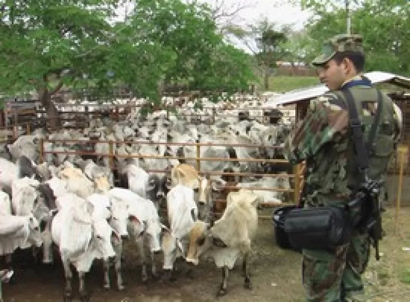 El municipio de Tame el Ejercito recuperó 400 cabezas de ganado que habian sido robadas en el departamento de Casanare.