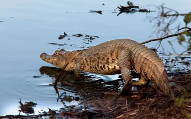 El hogar del caimán llanero en el Parque Nacional El Tuparro, de Vichada  