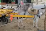 El oficio de 'carromuleros' en Arauca da paso a 47 proyectos productivos tras más de una década de espera.