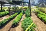 Innovaciones en Conservación en Yopal: Un Modelo para la Restauración Ecológica y el Desarrollo Sostenible