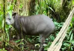 Danta de tierras bajas. Foto: WCS Colombia