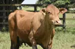 Colombia da inicio al primer ciclo nacional de vacunación contra fiebre aftosa, brucelosis bovina y rabia silvestre