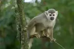 Los monos no transmiten la fiebre amarilla. Protejámoslos, pues su presencia nos ayuda a prevenir nuevos brotes. Y recuerda: vacunarse es salvar vidas.