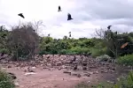 Peligro en el aeropuerto de Arauca: residuos cárnicos atraen fauna y amenazan vuelos