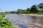 Atentado al oleoducto Bicentenario en Arauca genera emergencia ambiental: crudo contaminó el río Caranal