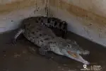 Los animales liberados habían sido rescatados del tráfico ilegal o entregados voluntariamente.