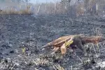 Incendios arrasan más de 13 mil hectáreas y afectan gravemente a la fauna en Casanare