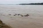 Esta manada de animales se los llevó el río en la Orinoquia.