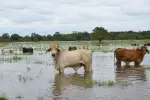 Con pastos inundados, no hay comida para el ganado