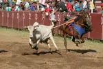 Sigue la polémica por la decisión del Alcalde de prohibir el coleo en la manga Chapín Bello, por las peleas que dan allí.