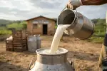 Por una serie de factores que preocupan al sector lechero.