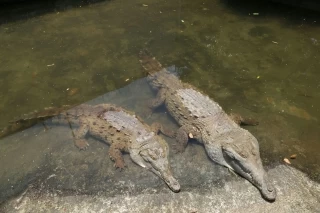 Cormacarena liberó en el municipio de La Macarena, en el río Lozada, cuatro ejemplares del Caimán Llanero, especie considerada como la más amenazada del país.
