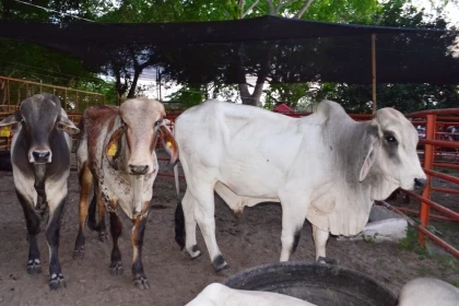  ICA dio vía libre para la realización de las XXXI feria agropecuaria y ganadera del municipio de Arauca.