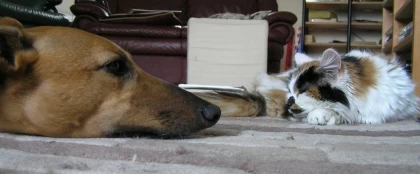 El ente rector de la salud, realizará la esterilización a mascotas de la ciudad de Arauca.