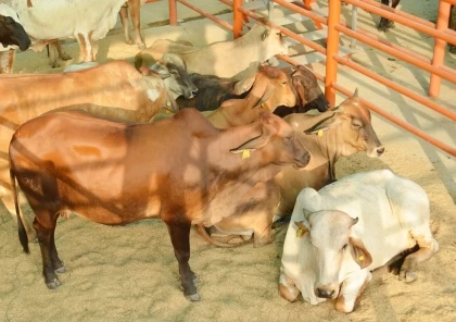 Se inauguró proyecto empresarial, que dedicada a la preceba semi-intensiva de ganado macho bovino raza cebú comercial, apto para la ceba.