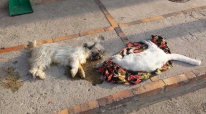 Diez animales entre gatos y perros fueron envenenados por desconocidos, las autoridades crean un equipo especial para buscar a los asesinos y llevarlos ante la justicia.
