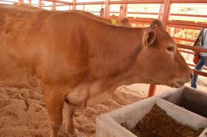 En Casanare vienen articulando acciones con el fin de mejorar de las razas bovinas en la región, proceso que se obtiene a través de la transferencia de embriones, donde se beneficiará el sector ganadero.