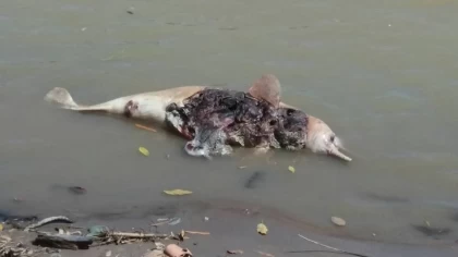Delfín muerte por redes de pesca en el río Arauca, autoridades buscan a los responsables para aplicar la nueva ley contra el maltrato animal.