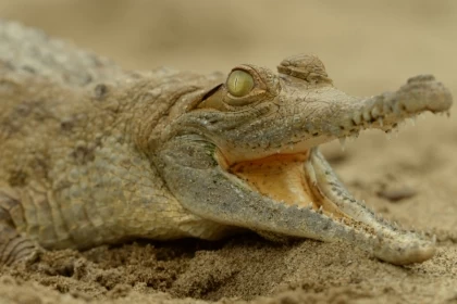El Cocodrilo del Orinoco o Crocodylus intermedius, también conocido como Caimán Llanero, emblemática especie en estado de amenaza crítico, tendrá una nueva oportunidad para su conservación. Foto: Pato Salcedo