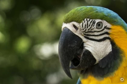 Con alrededor de 200 participantes que moverán más de 100 millones de pesos en la economía local  realizarán en agosto  Encuentro Nacional de Aves en Yopal, Casanare.