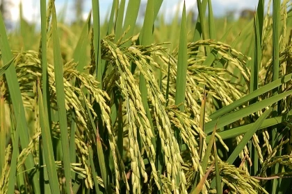El departamento de Casanare avanza en proyecto de Ciencia, Tecnología e Innovación de Arroz.