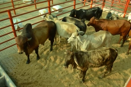 Avanza Proyecto de desarrollo de un programa de gestión tecnológica para la innovación social y productiva de la carne y la leche en sistemas de producción bovina de la región de los llanos en Colombia, conocido como el Proyecto Bovino de Arauca.