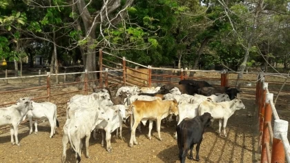 36 cabezas de ganado provenientes del exterior del país, fueran recuperadas en una finca ubicada en la vereda Los Caballos del municipio de Arauca.