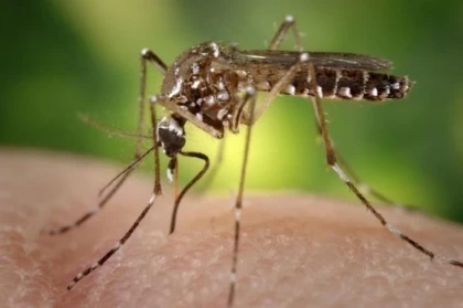 En el departamento de Casanare han notificado 835 casos de virus de sika.
