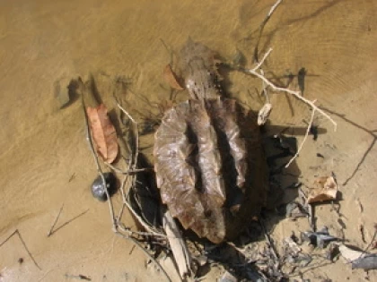  El Instituto de Investigación de Recursos Biológicos Alexander von Humboldt, en coordinación con la Fundación Omacha, Corpoamazonia, Corporinoquia y la Universidad de los Andes, liberaron 200 tortuguillas matamata en aguas del río Bita –área de Tres Bocas, a las afueras de Puerto Carreño.
