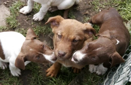 Hombre que con una barra de acero golpeó a un perro en Villavicencio, Meta fue capturado por las autoridades.