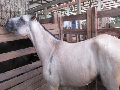 El ICA declara cuarentena en veredas del municipio de Yopal, Casanare, por Encefalitis Equina del Este,  una enfermedad de especial importancia para la salud humana.