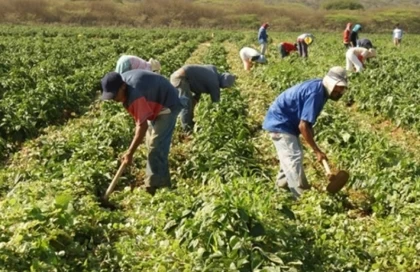 Acompañamiento y una asesoría profesional a los productores agrícolas para que conviertan su finca en una empresa.