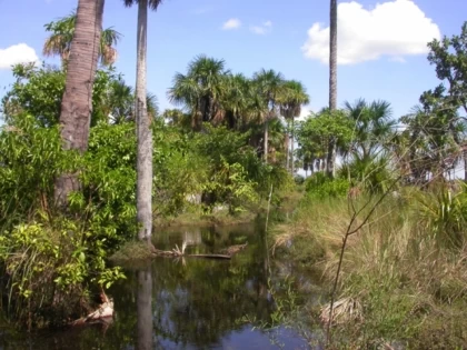 Corporinoquia y Parques Nacionales evalúan avances para declaratoria de áreas protegidas de Arauca