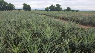 Esta cadena ha venido incrementando sus áreas de producción, obteniendo gran utilidad y convirtiéndose en una alternativa económica para mejorar los ingresos de los productores casanareños.