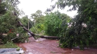 Árboles derribados por fuertes vientos de vendaval en Puerto Carreño, Vichada. Foto: Marcos Pérez. 