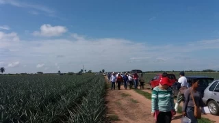 Más de 150 productores, empresarios y técnicos de la cadena de piña participaron en la jornada de transferencia de conocimientos orientada hacia la producción 