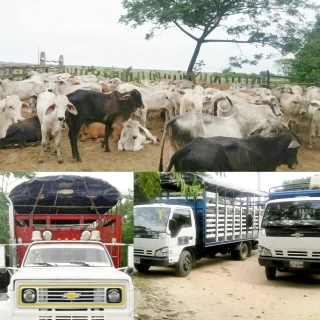 Ejército incauta 150 cabezas de ganado que eran transportadas ilegalmente por carreteras del departamento de Arauca.