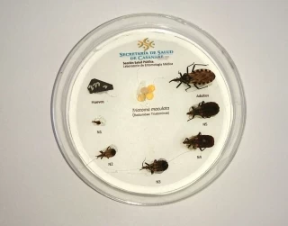 Los departamentos de Casanare, Arauca, Boyacá, Santander y Cundinamarca se han destacado en la lucha contra la enfermedad de Chagas en el país.