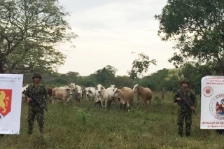 Ciudadanía alertó al Ejército Nacional sobre hurto de  ganado y caballos, en el operativo recuperaron 60 semovientes.