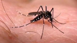  Evitar y controlar la proliferación de estos zancudos requiere de un trabajo articulado que debe ser apoyado por la comunidad y su núcleo familiar.