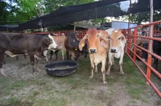 Por caso en finca de municipio de Tame, departamento de Arauca, Colombia notifica ante la Organización Mundial de Sanidad Animal, un foco de fiebre aftosa.  La fiebre aftosa no es una enfermedad zoonótica, es decir, que no afecta a los  humanos.