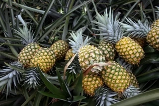 En Casanare el cultivo de piña tiene la mayor área sembrada alcanzando las 450 hectáreas establecidas en los municipios de Tauramena, Aguazul, Villanueva y Yopal.