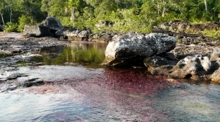 Por condición de sequía que actualmente está ocurriendo en el escenario ecoturístico de Caño Cristales y Cristalitos, se ha determinado que a partir de la fecha se restringe el ingreso para el desarrollo de actividades ecoturísticas en los escenarios de Caño Cristales y Cristalitos.