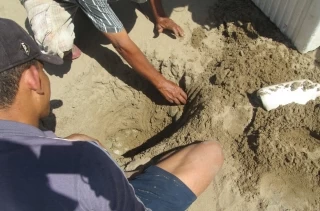 En las playas del río Meta entidades ambientales recolectaron cerca de 1.500 huevos y tortuguillos de la tortuga charapa.