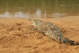 Instituciones ambientales buscan criar los caimanes llaneros de manera controlada en un lugar fuera de su hábitat, reproducirlos, y luego reintegrarlos a su medio natural.