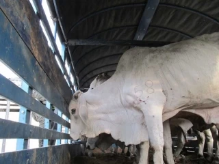 ICA retira a funcionario en presuntos hechos de corrupción en Arauca, la entidad reitera el llamado a la ciudadanía para que denuncie hechos que van en contravía de la protección del estatus sanitario del país.