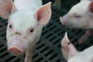 El Meta cuenta con un inventario de aproximadamente 400.000 porcinos. La Resolución ICA 2640 de 2007, establece las condiciones sanitarias y de inocuidad en la producción primaria de ganado porcino destinado al sacrificio para consumo humano.